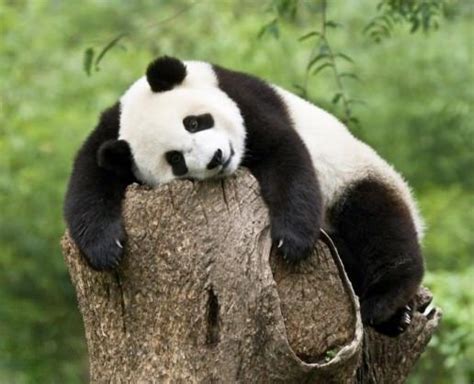 Sleeping Panda Baby Ifttt2zcponb Sleeping Panda Panda