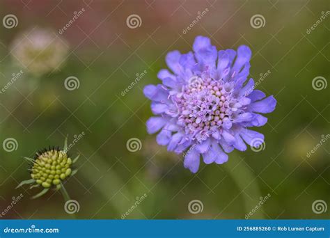 Dwarf Pincushion Flower Scabiosa Columbaria Lavender Blue Flower Stock