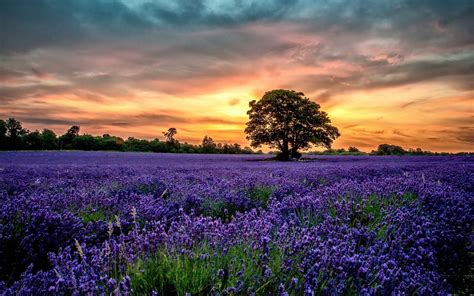 Nature Landscape Lavender Sunset Wallpapers Hd Desktop And Mobile