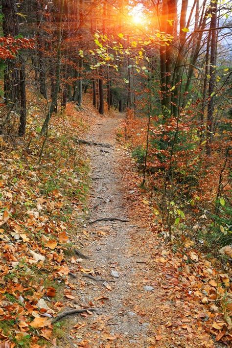 Pathway In Autumn Forest Stock Photo Image Of Bright 164233168