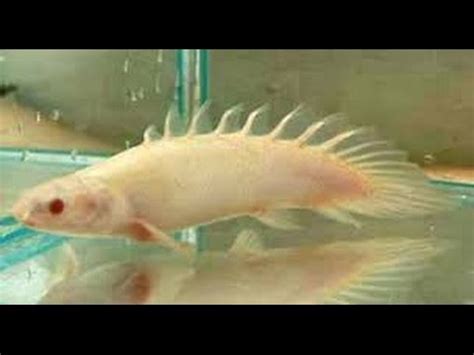 Ikan adalah hewan peliharaan yang cantik dan menyenangkan. Ikan Hias PALMAS | Cara Merawat Ikan Palmas Dalam Aquarium ...