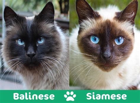 Balinese Vs Siamese Cat Whats The Difference With Pictures