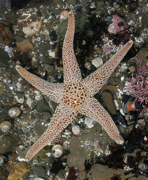 Giant Sea Star Pisaster Giganteus Giant Sea Star Aka K Flickr