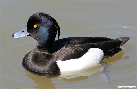 Identify Types Of Diving Ducks Wildfowl Photography Photos Of