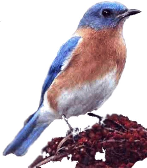 A Buzz About Bluebirds Clipart Full Size Clipart 2818348 Pinclipart