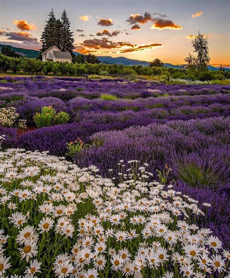 🇺🇸 Lavender Daze Festival Hood River Oregon By Om Mani Padme Hum