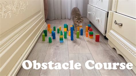 Obstacle Challenge For The My Cat Youtube