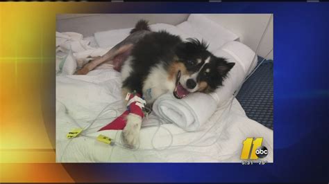 Injured Dog Owner Recovering Thanks To Abc11 Viewers Abc11 Raleigh