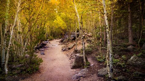 Aspen Trees 4k Wallpaper Pathway Forest Rocks Trails Beautiful 5k