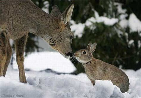 Interspecies Friendship Deer And Rabbit