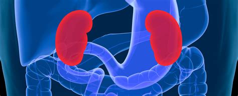 Are The Kidneys Located Inside Of The Rib Cage 14 Causes Of Pain