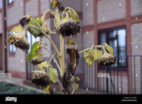 Dying Sunflowers England Stock Photo Alamy