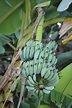 Musa × paradisiaca L. | Plants of the World Online | Kew Science