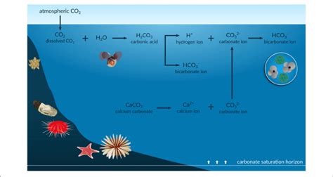 Infographic Of The Ocean Acidification Process The Anthropogenic Co