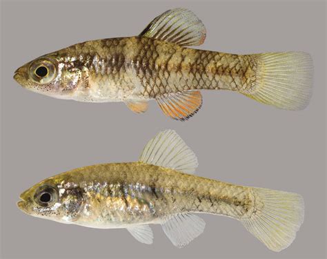 Killifish Of The Florida Panhandle Ufifas Extension Escambia County