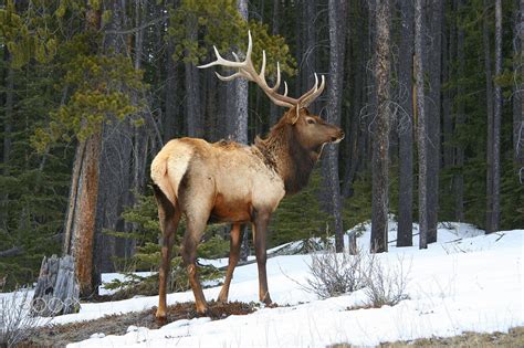 Bull Elk In Late Spring Banff National Park Elk Pictures Hooved