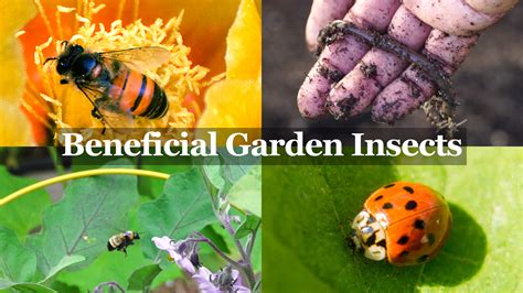 Beneficial Insects You Want In Your Garden The Gardeners Best Friends California Gardening