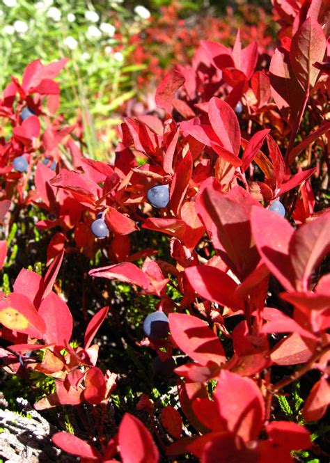 True Colors 9 Best Shrubs For Fall Foliage In 2020 Fall Foliage