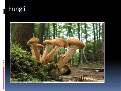 Ppt Fungi Powerpoint Presentation Free Download Id9503135