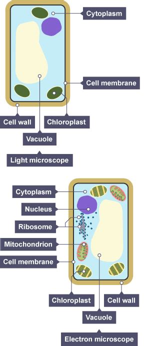 For example, animal cells do not have a cell wall or chloroplasts but plant cells do. Pin on info for RHS level 2