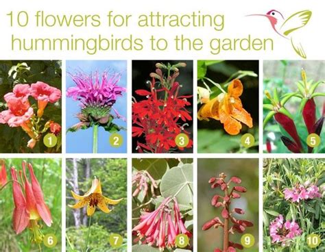 How To Attract Hummingbirds To Your Garden Flowers And Plants How To