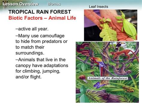 Lesson Overviewlesson Overview Biomesbiomes Tropical Rain Forest Biotic