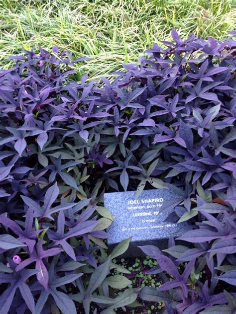 Ornamental Sweet Potato Vine Purple Ipomoea This Appears To Be An