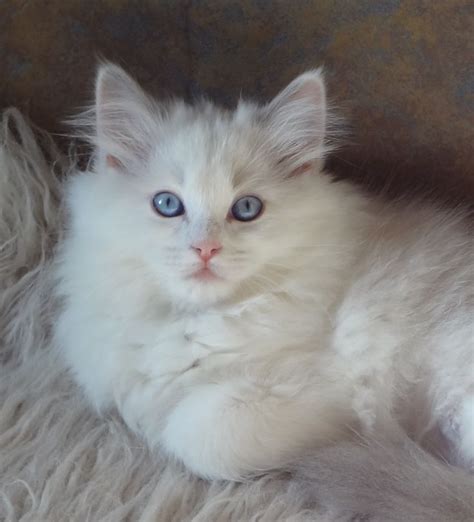 Ragdoll Blue Bicolor Named Princess Cat Breeder Cats Ragdoll Kitten