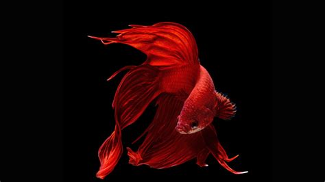 20 Siamese Fighting Fish Hd Wallpapers Background Images Wallpaper