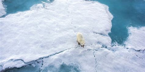 Russian Military Responding To Polar Bear Invasion In Arctic Town