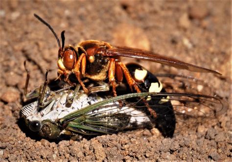 Cicada Killer Nest Cicada Killer Wasps In Turf Nc State Extension Publications Cicada