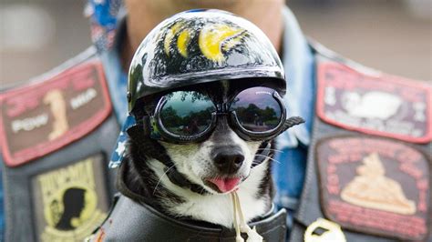 Full Hd Wallpaper Dog Helmet Glasses Tongue Desktop