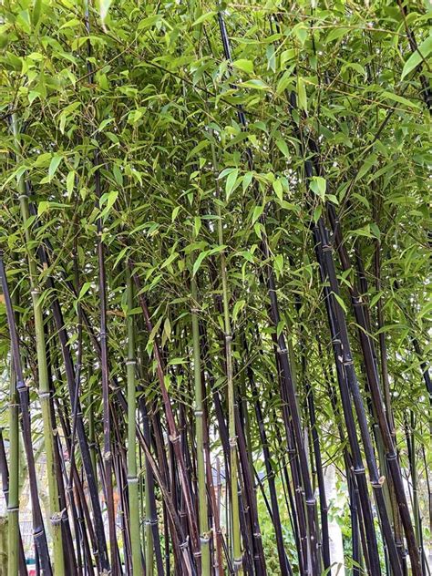 Tiges En Bambou Et Faisceau Lumineux Photo Stock Image Du Lame Dur E
