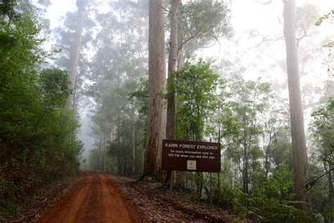 Dag 132 Karri Forest Explorer Drive In Australië