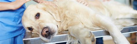 If bladder stones block the urethra, your cat may be entirely unable to urinate. 5 Diet Tips for Dogs with Bladder Stones | My Pet Needs That