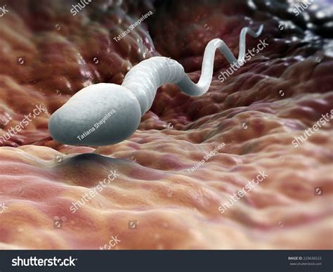 Single Male Sperm Cell Swimming Fallopian ภาพประกอบสต็อก 229636522