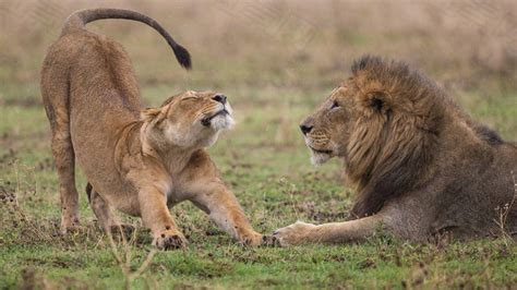 狮子交配中，雌狮极力造作不配合，雄狮很是沮丧 腾讯视频