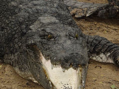 Indian Crocodile Stock Image Image Of Crocodile Species 152561631