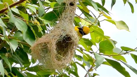 Birds In Their Natural Habitat Weaver Bird Youtube