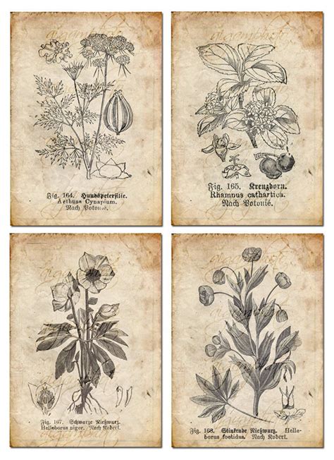 Vintage Botanical Floral Plants Old Paper Drawing Set Of Etsy Vintage