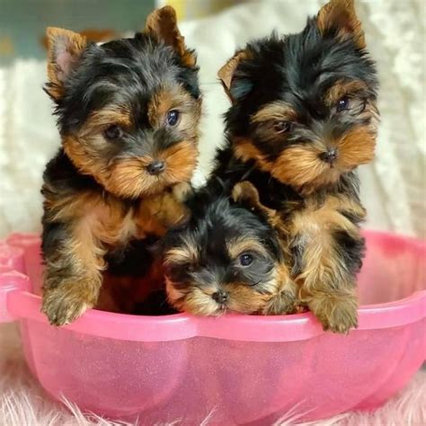 Cute Yorkie Puppies For Sale Atlanta Ga