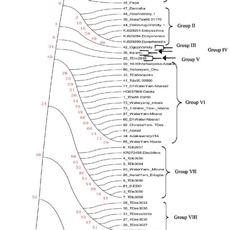 Phylogenetic Tree Of Different Yam Species As Revealed By Rbcl