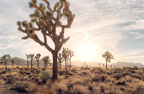 Joshua Tree 360 Sunrise At Joshua Tree Hi Res California 360 Vr