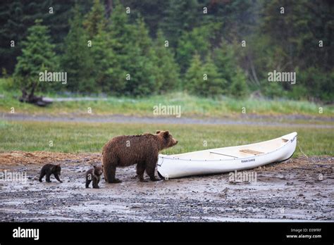 Usa Alaska Lake Clark National Park And Preserve Brown Bear With