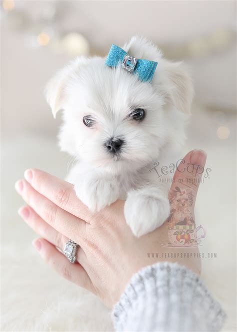 Adorable Maltese Here Teacups Puppies And Boutique