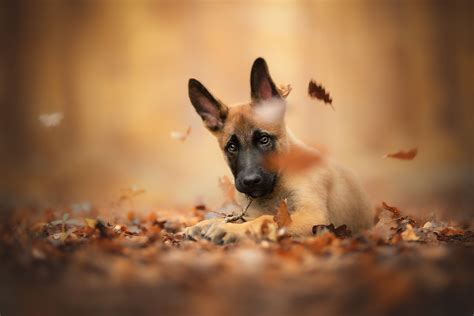 Baby Animal Depth Of Field Dog Fall Pet Puppy Wallpaper Resolution