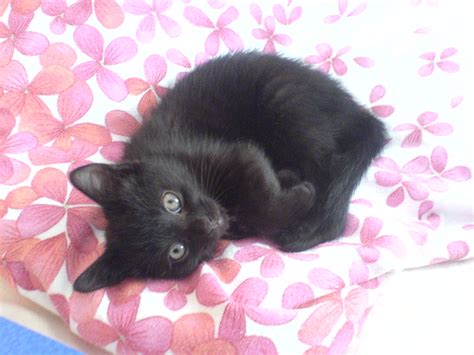 Roomie Baby Cat Wie Er Wohl Heissen Wird Queer Geek Flickr