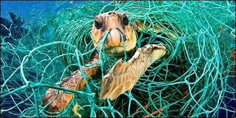 Ban Drift Nets In California~ 100s Of Sharks And Sea