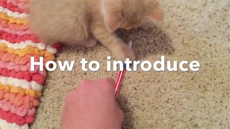 How To Introduce A New Kitten To A Resident Cat Youtube