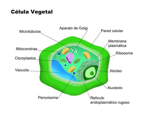 Esquema De Célula Vegetal ¡fotos And Guía 2021